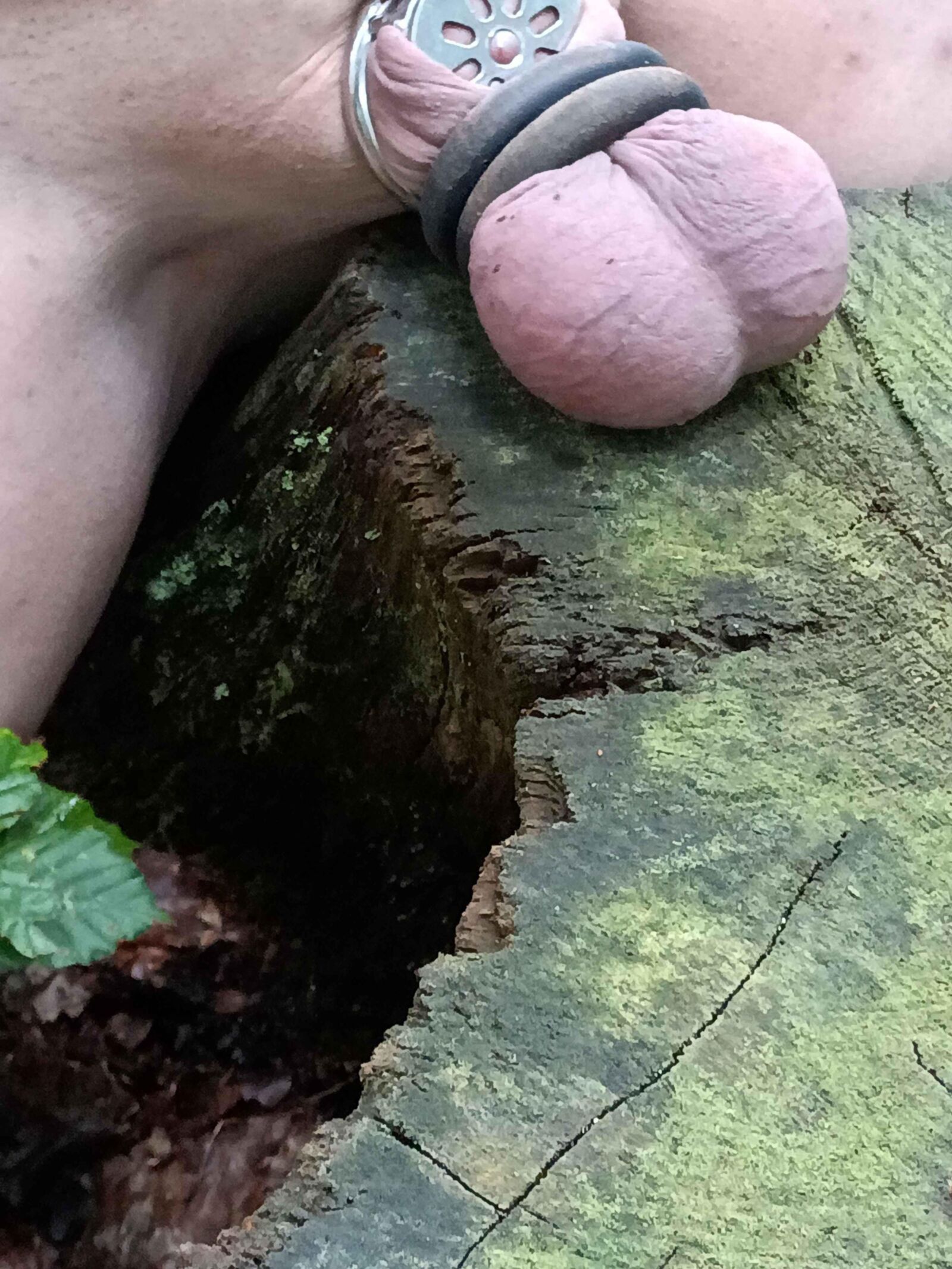 Ele pega minhas bolas na floresta