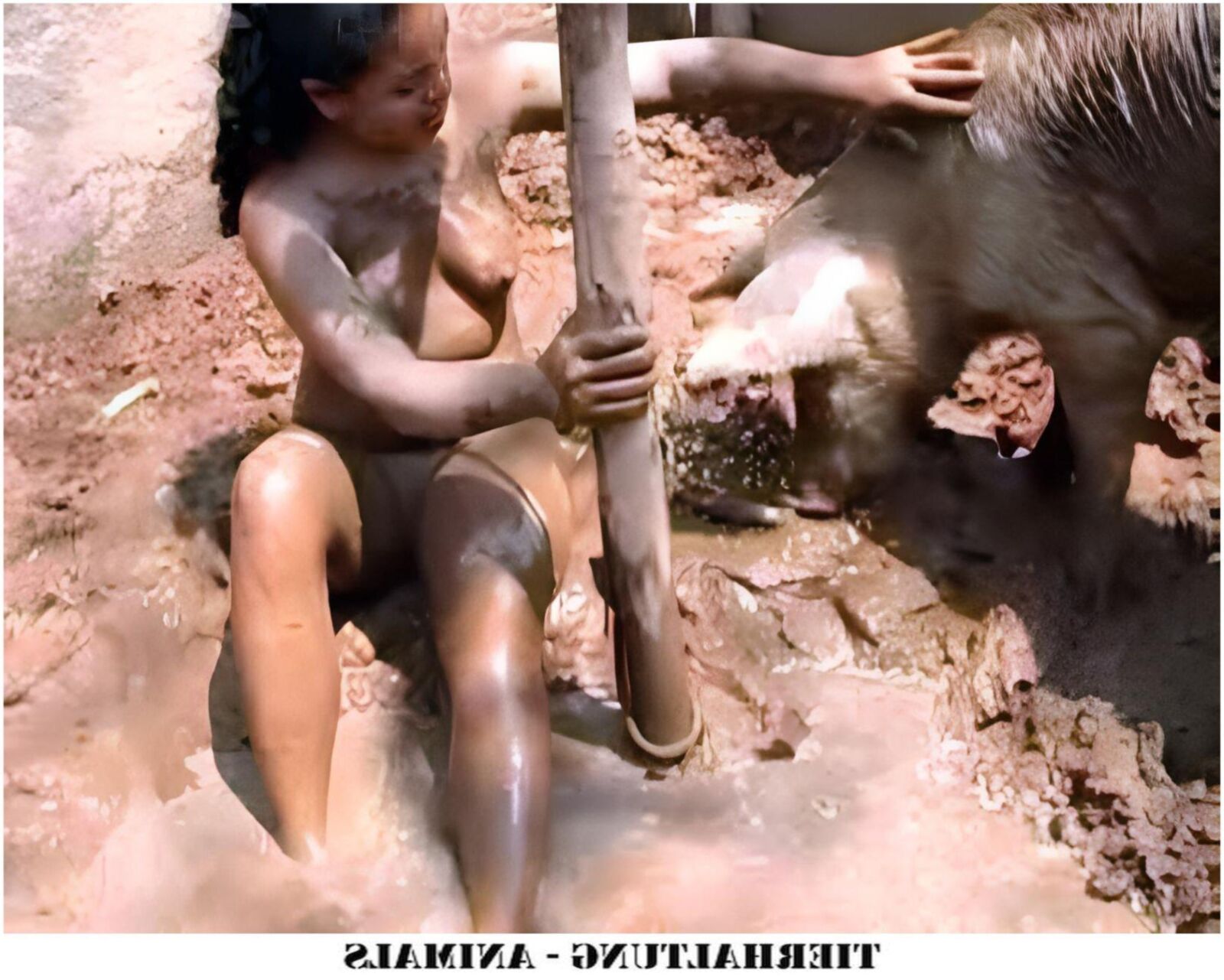 ティアハルトン動物IV