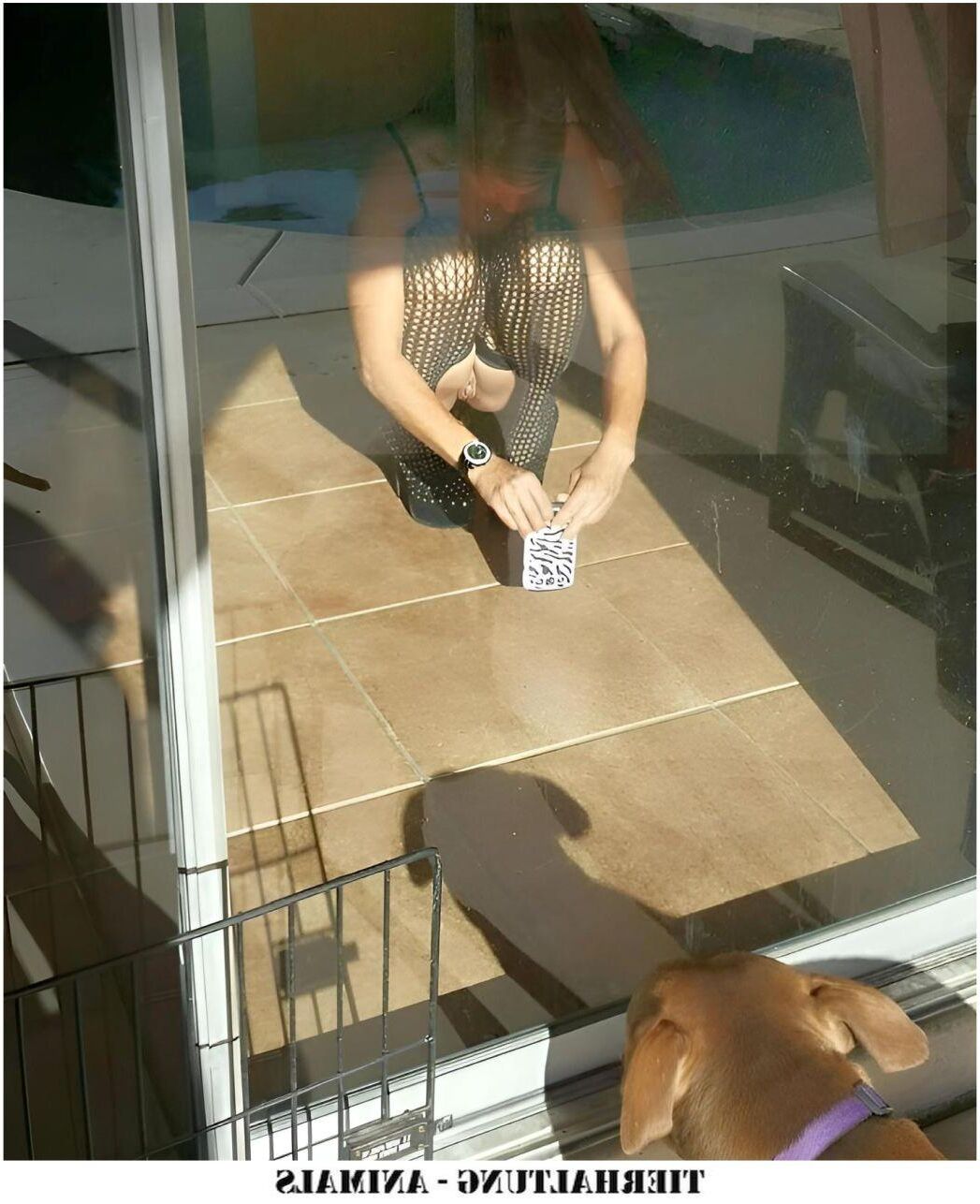 ティアハルトン動物IV