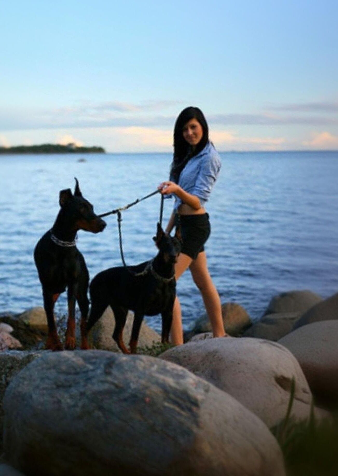 Bête de chien Pet Dobermann