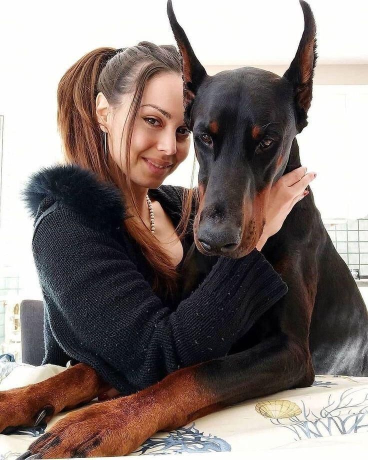 Bête de chien Pet Dobermann