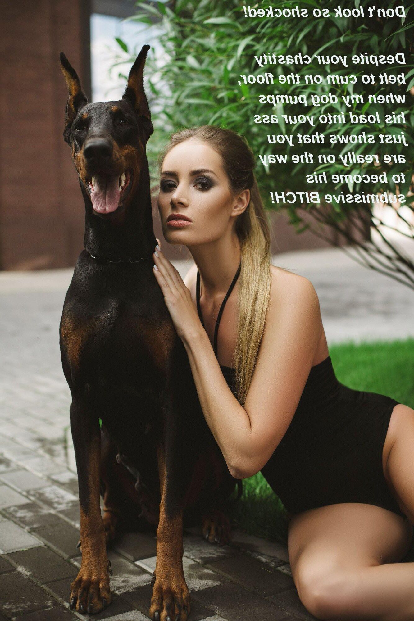 Bête de chien Pet Dobermann