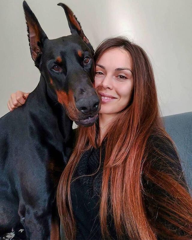 Bête de chien Pet Dobermann