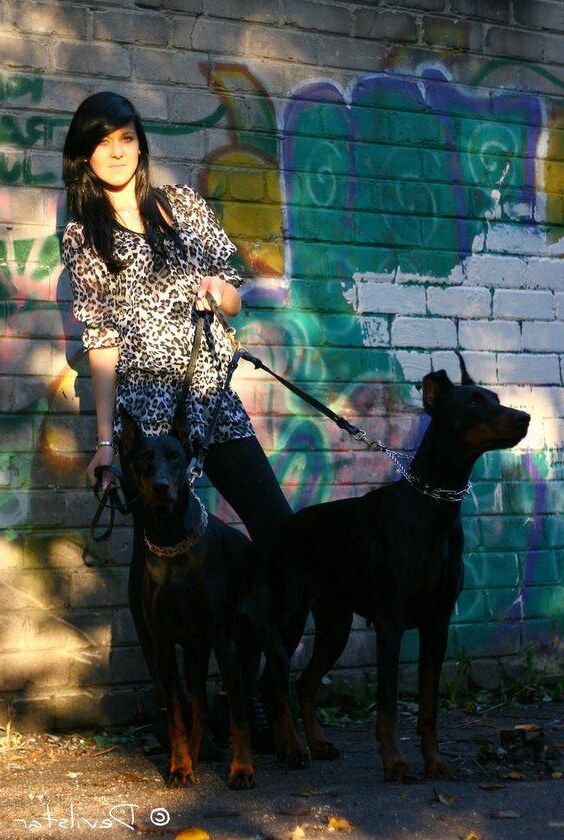 Bête de chien Pet Dobermann